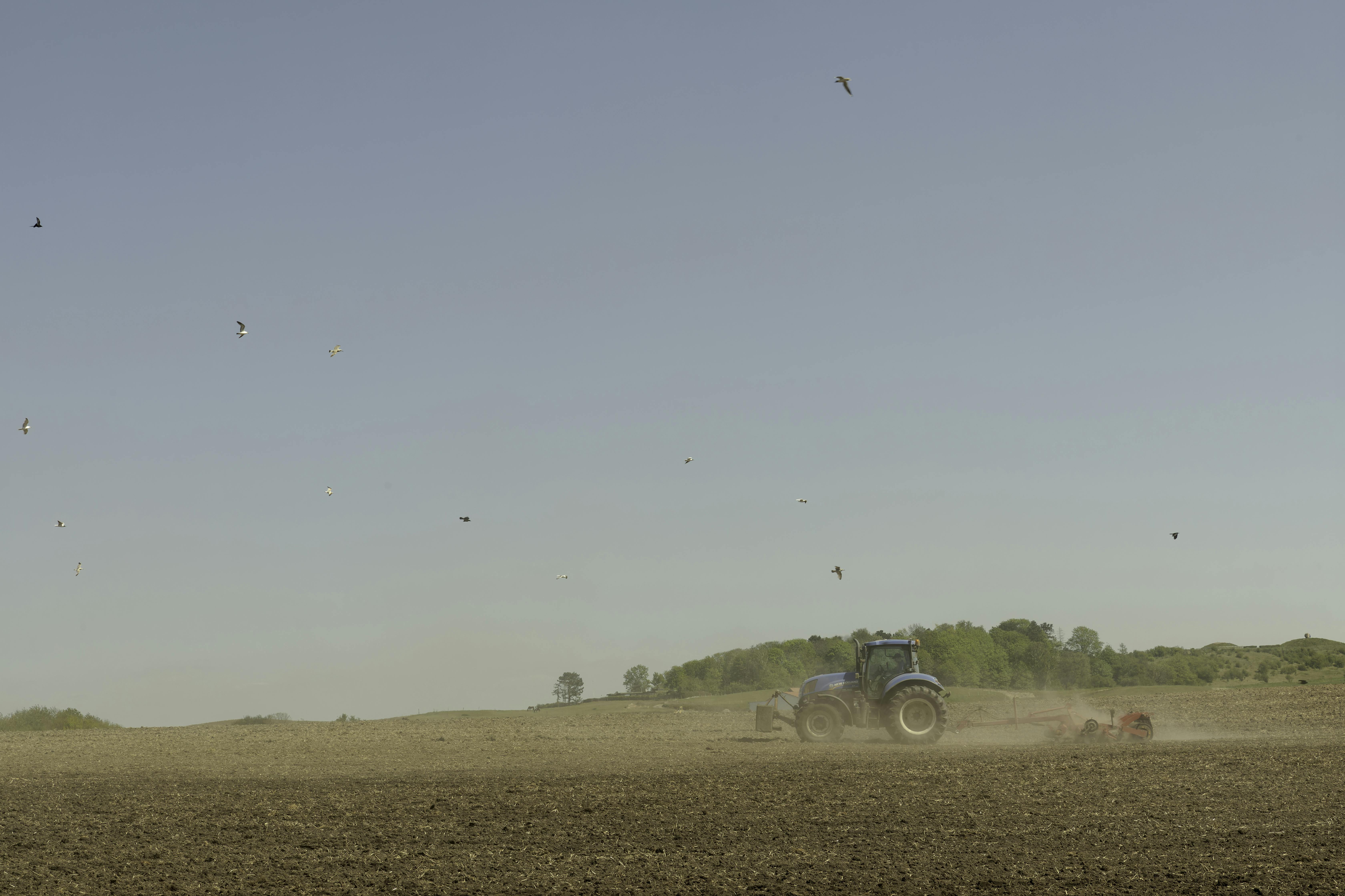 Traktor harver en mark mens fuglene sværmer over traktoren