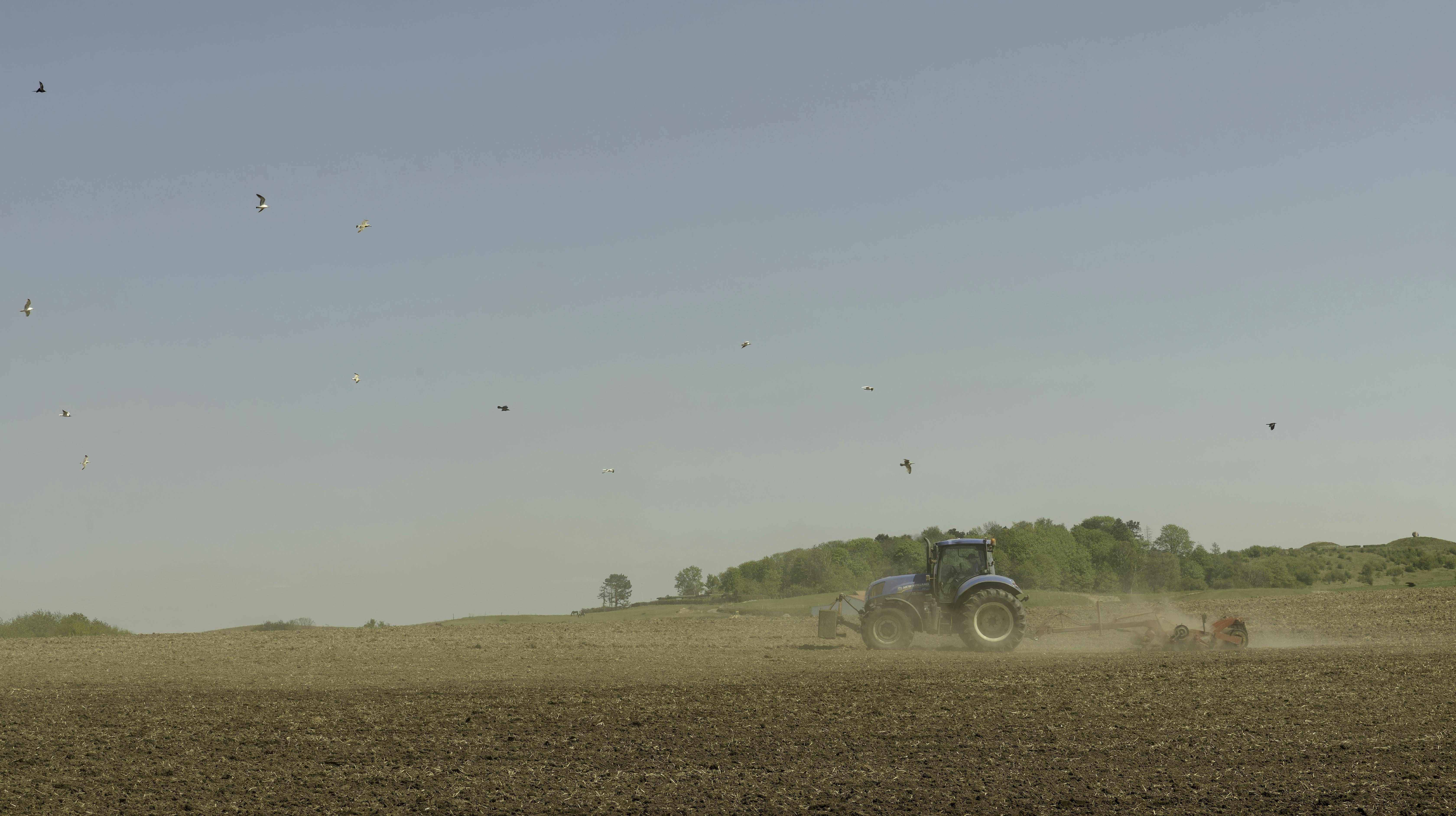 Traktor harver en mark mens fuglene sværmer over traktoren
