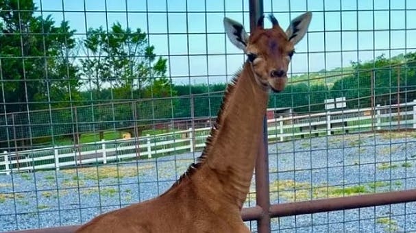 Den unikke hungiraf er blevet født uden pletter.