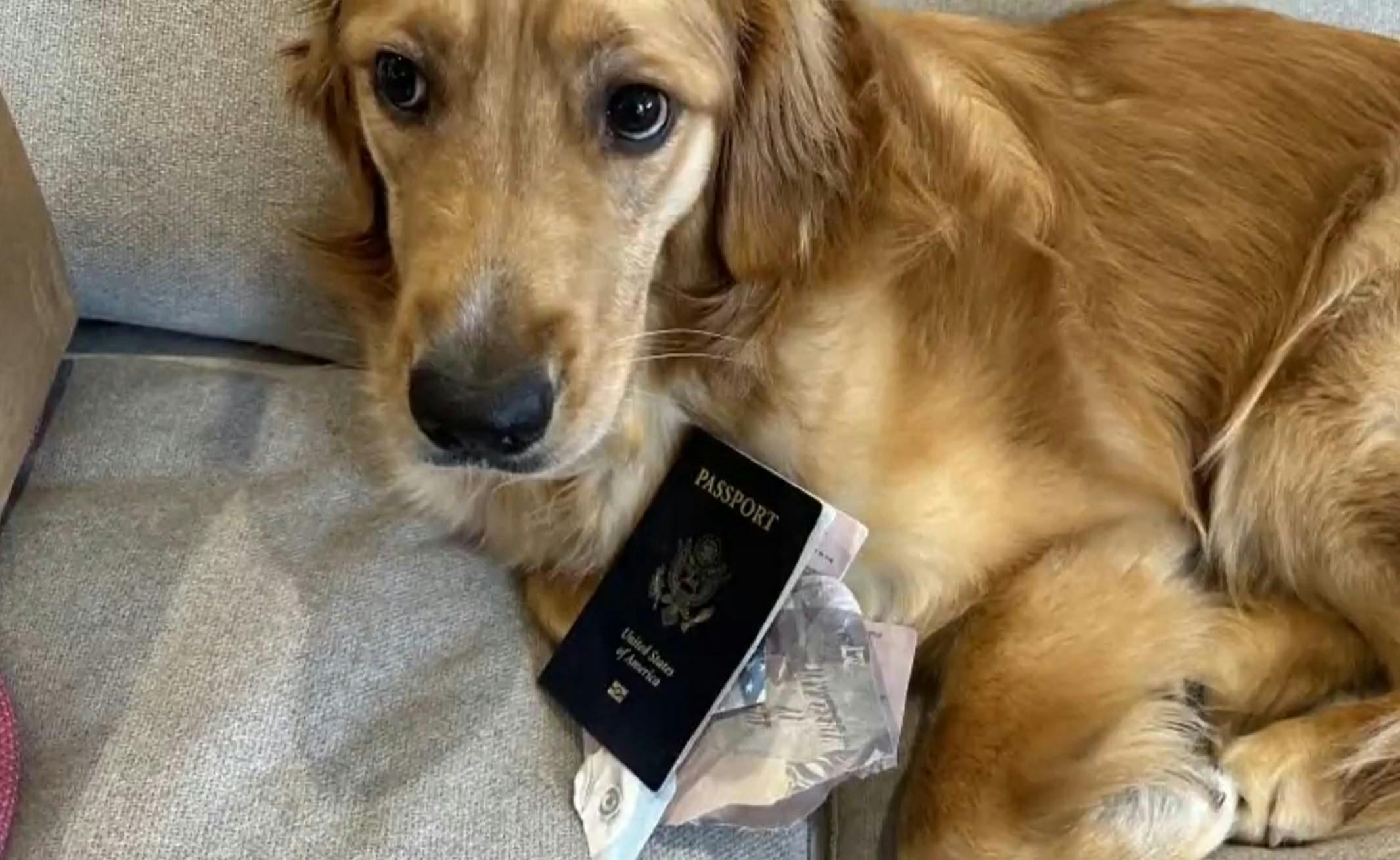 Chickie ser i den grad ud til at vide, at hun har gjort noget som nok ikke var så smart.