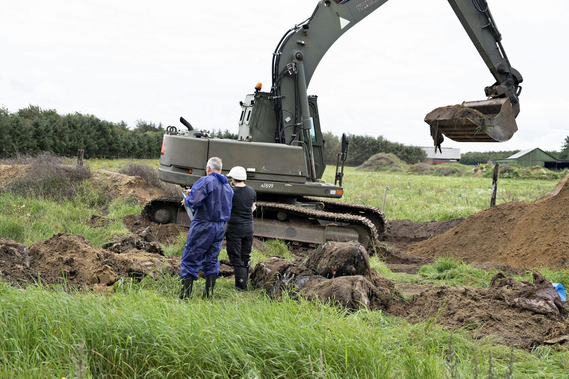 Der graves på markerne ved Stutteri Viegård i Skals, onsdag den 23. august 2023. Myndighederne leder efter nedgravede heste ved stutteriets ejendomme, skriver Ritzau. Det handler først og fremmest om at finde ud af, om der er nedgravet heste uden tilla