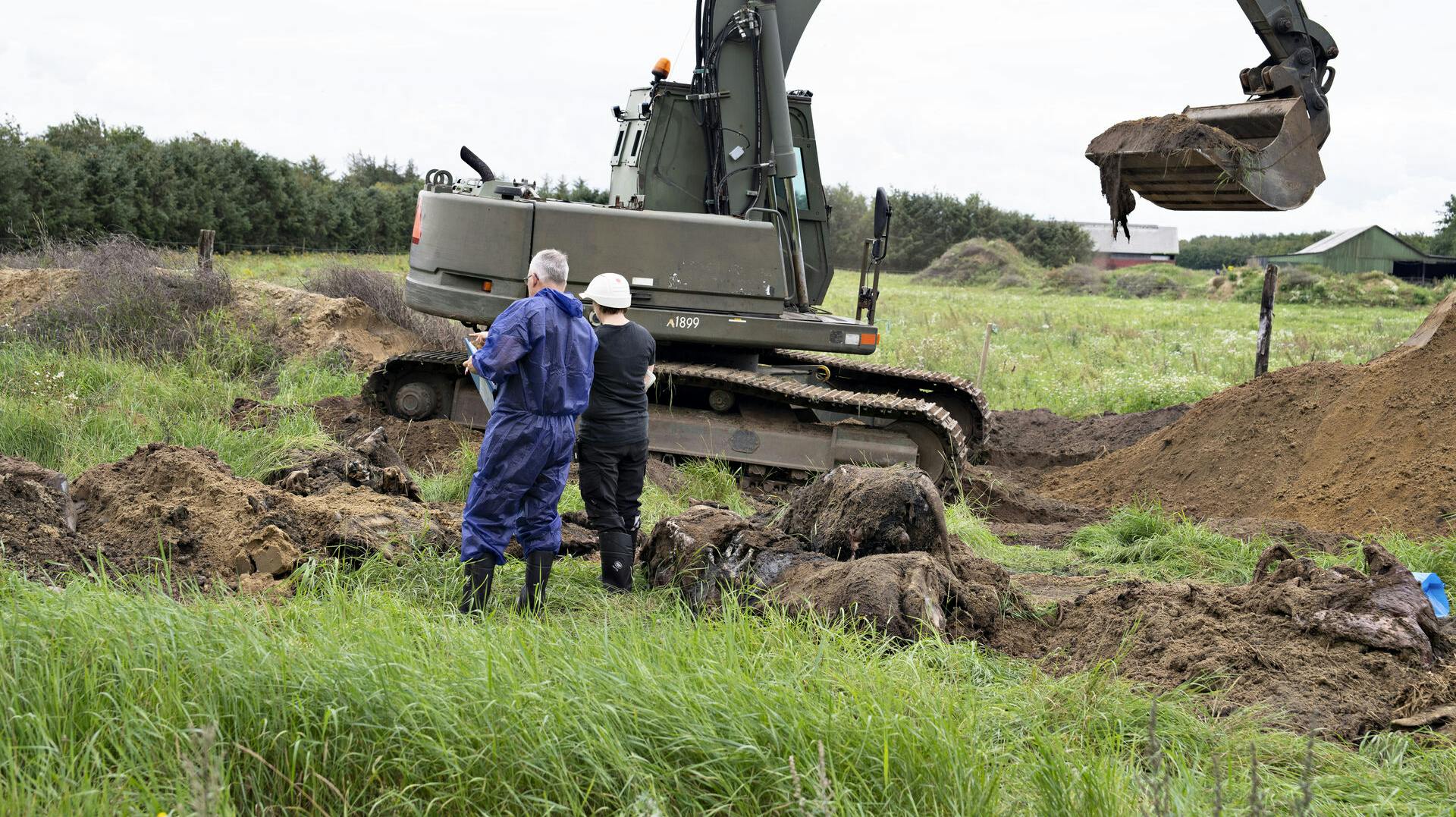 Der graves på markerne ved Stutteri Viegård i Skals, onsdag den 23. august 2023. Myndighederne leder efter nedgravede heste ved stutteriets ejendomme, skriver Ritzau. Det handler først og fremmest om at finde ud af, om der er nedgravet heste uden tilla