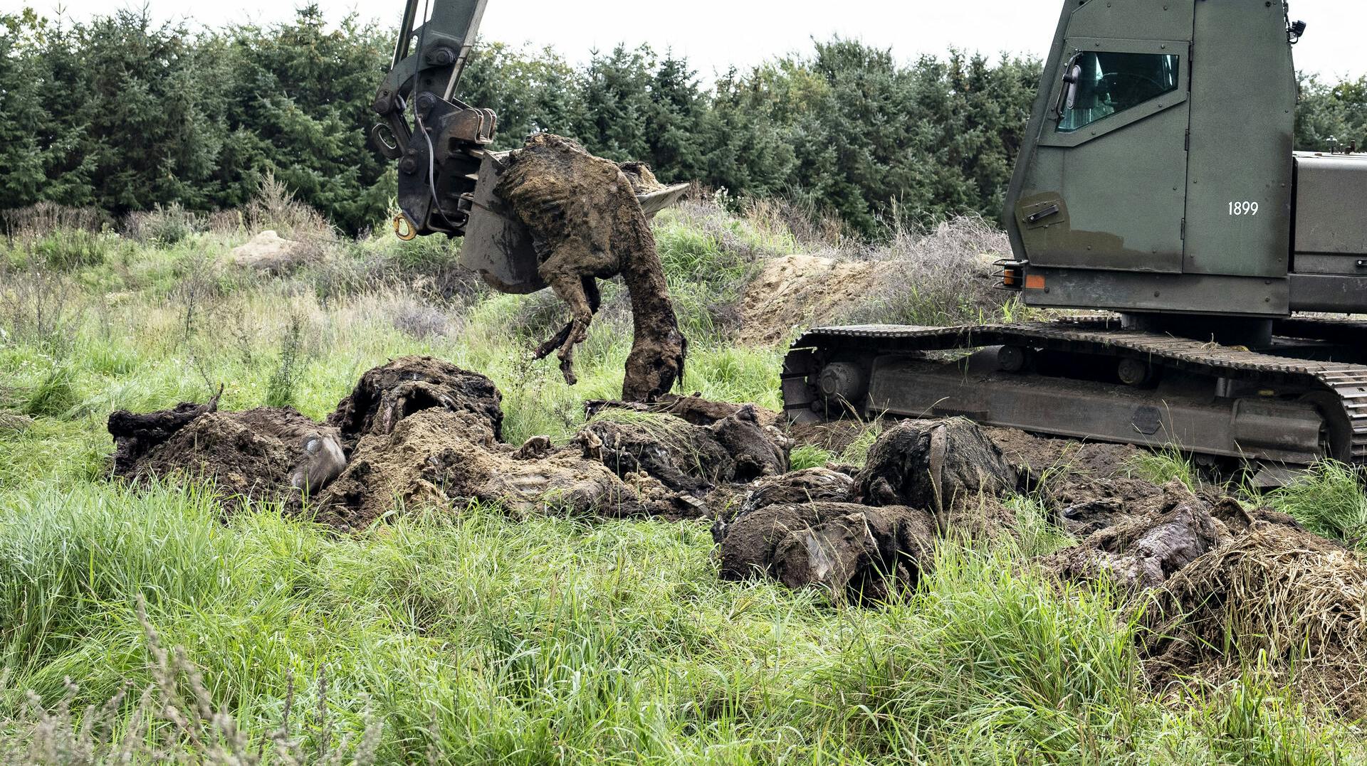 Graves på Viegaard Stutteri