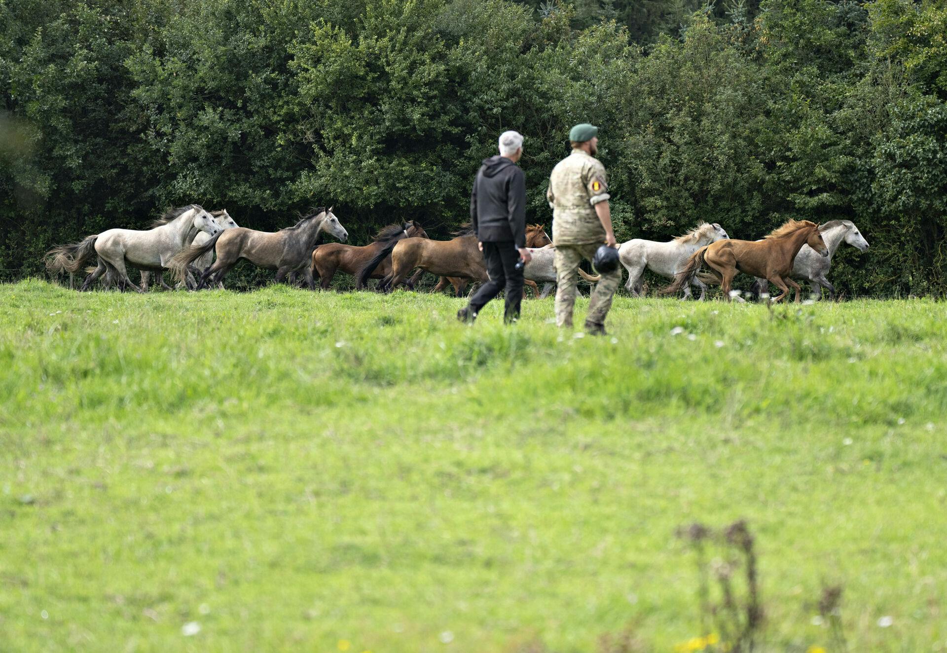 Der graves på markerne ved Stutteri Viegård i Skals, onsdag den 23. august 2023. Myndighederne leder efter nedgravede heste ved stutteriets ejendomme, skriver Ritzau. Det handler først og fremmest om at finde ud af, om der er nedgravet heste uden tilladelse. Stutteriet er i forvejen sigtet for en række overtrædelser af dyrevelfærdsloven.. (Foto: Henning Bagger/Ritzau Scanpix)
