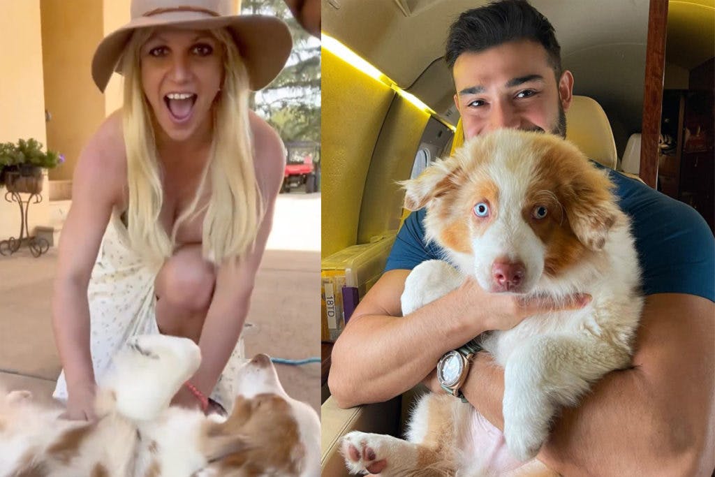 Britney Spears og eksmanden Sam Asgari købte adskillige hunde, mens de dannede par. 