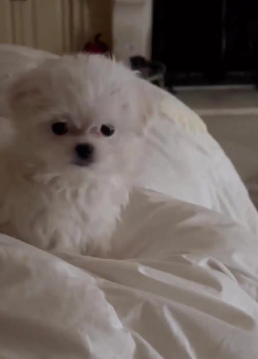 Cuteness overload? Britneys nye hvalp Snow kan man ikke stå for.