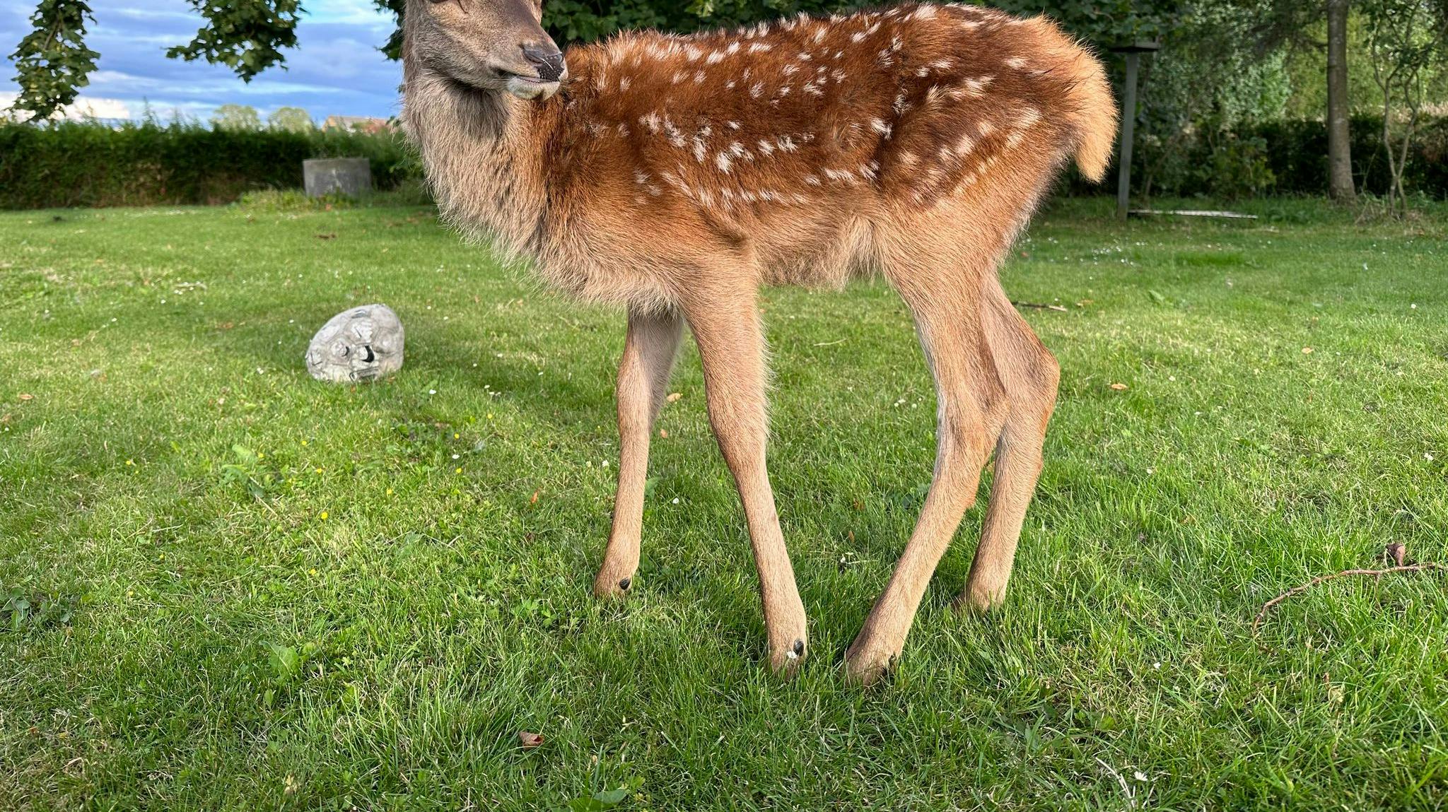 Perle blev reddet af Nadia Reiman Jensen, efter moderen var blevet kørt ned.