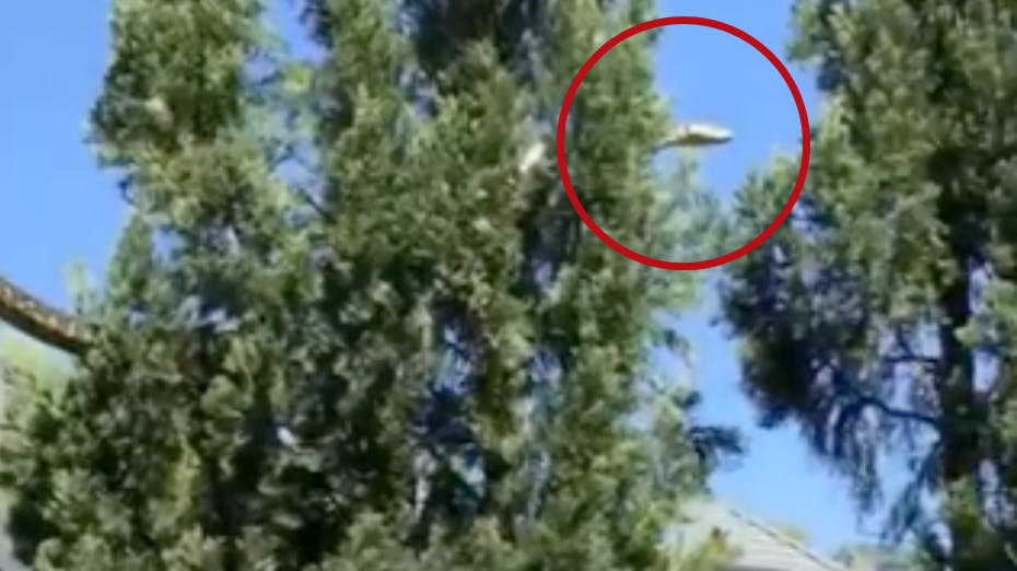 En fem meter lang slange blev forleden spottet af Andrew Anthony, der skyndte sig at hive sit kamera frem for at filme monstret, der ”kravlede” fra et hustag til et træ.