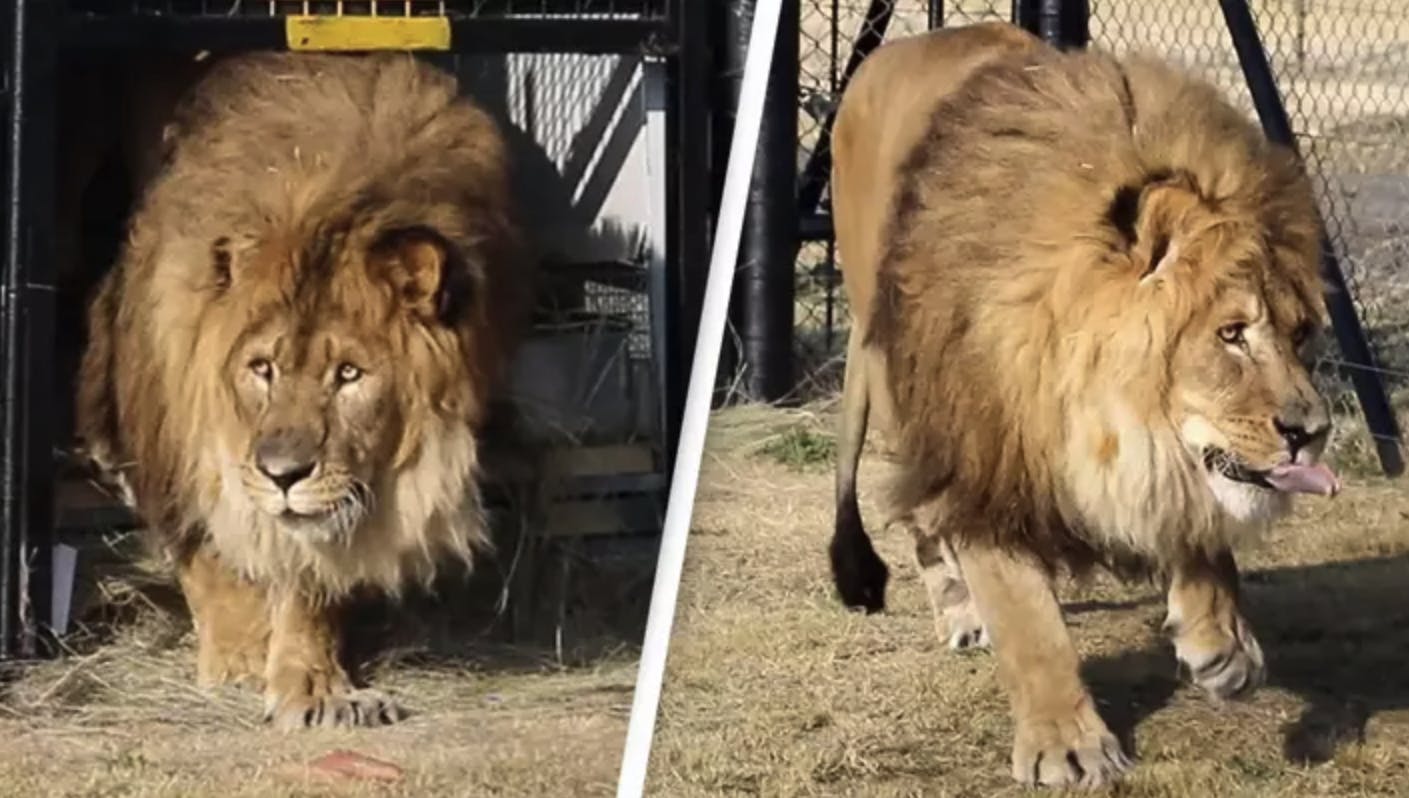 De sidste fem år har den 15 år gamle løve Ruben siddet alene og forladt i et bur i en zoologisk have i Armenien. Men nu er han langt om længe fri – og genforenet med artsfæller.&nbsp;