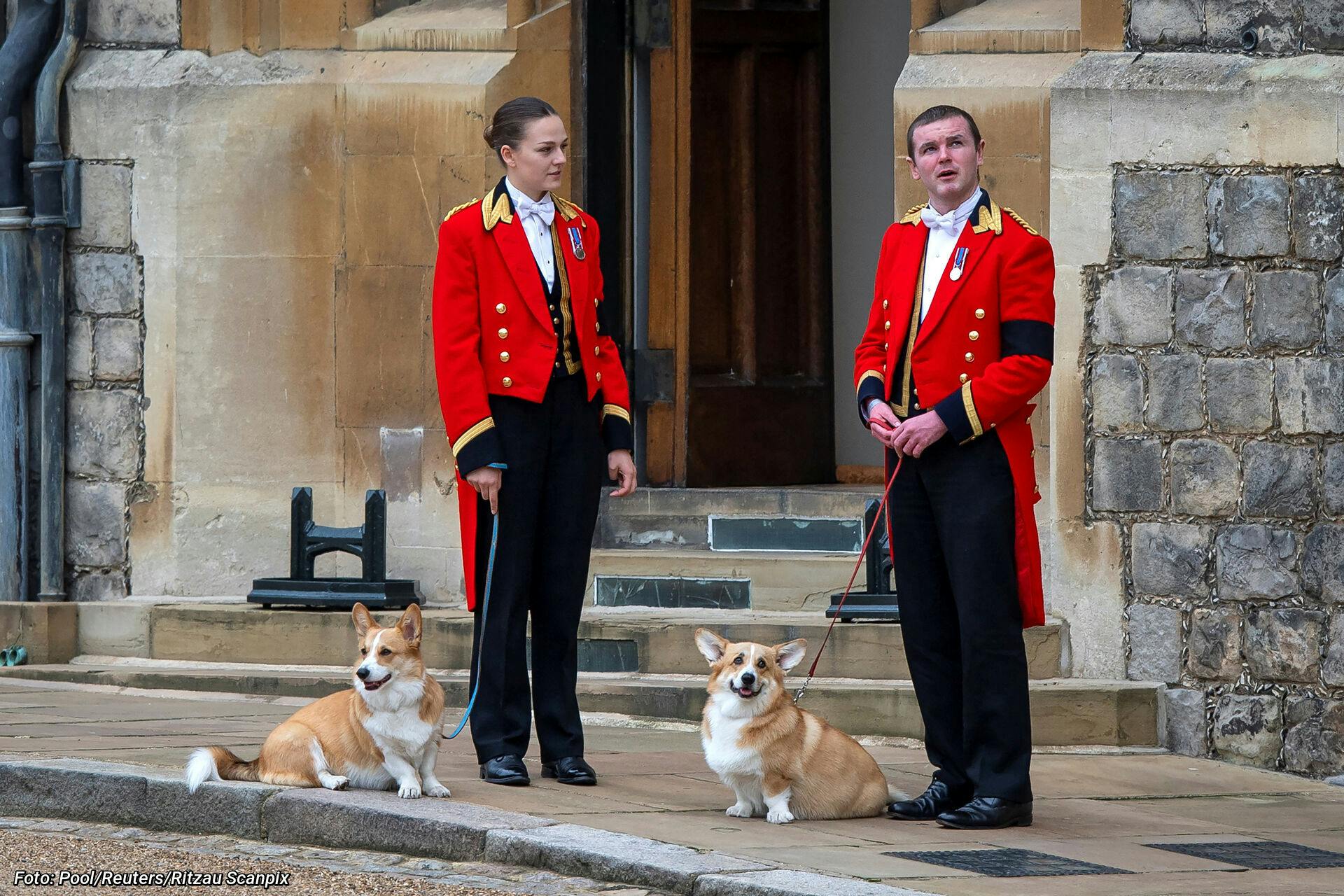 Muick og Sandy deltog naturligvis også, da dronning Elizabeth blev begravet.&nbsp;