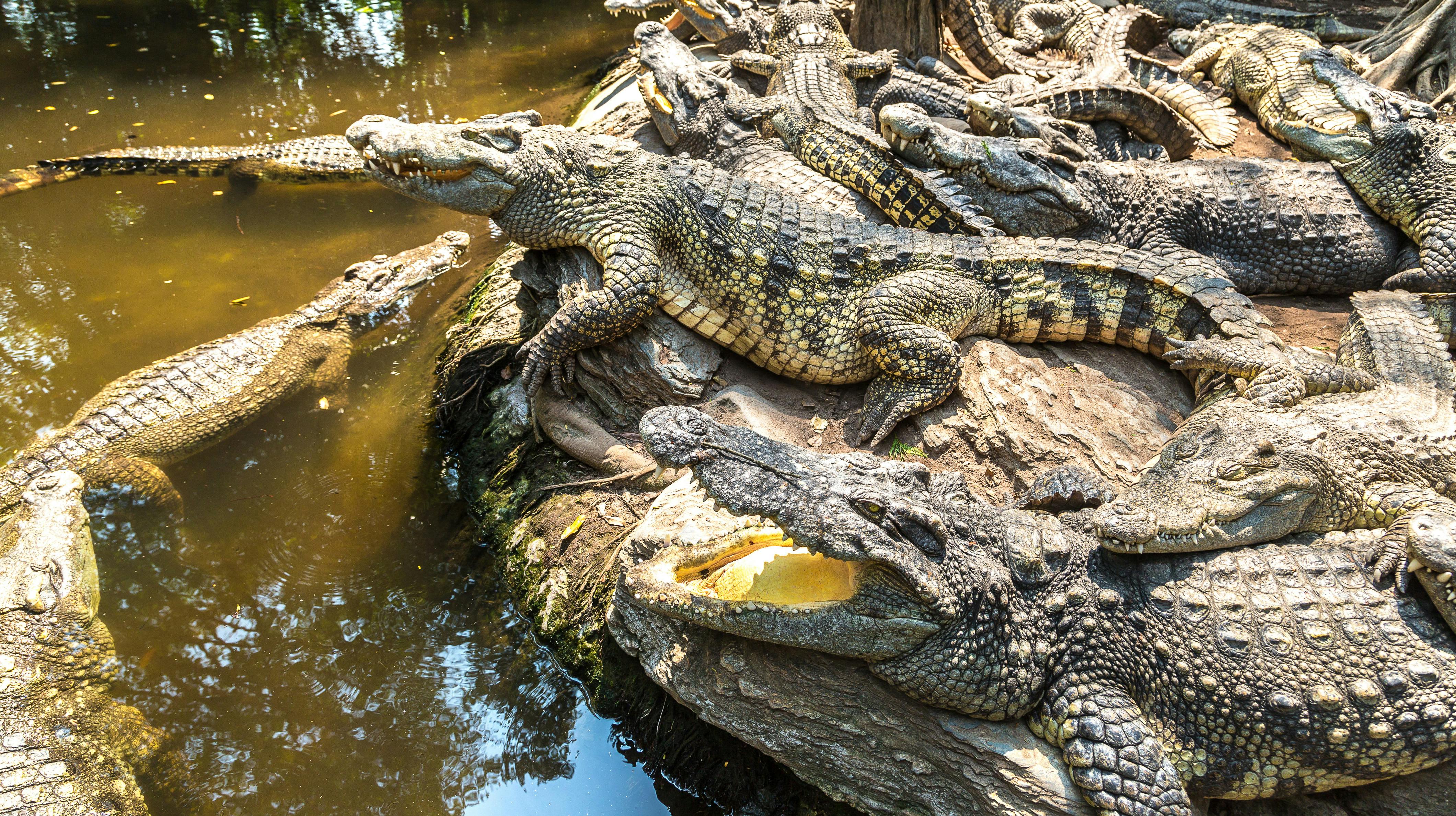 Over 70 krokodiller er sluppet løs fra en krokodillefarm i Kina.
