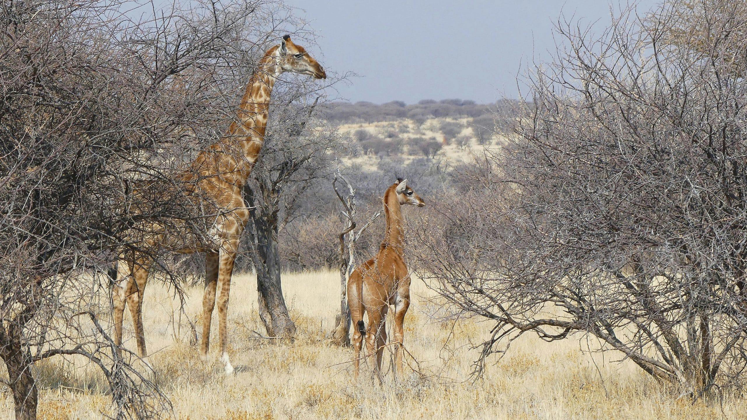 https://imgix.seoghoer.dk/2023-09-13/spotless-giraffe-and-mother-in-namibia-2-c-eckart-demasius-gcf-scaled.jpg