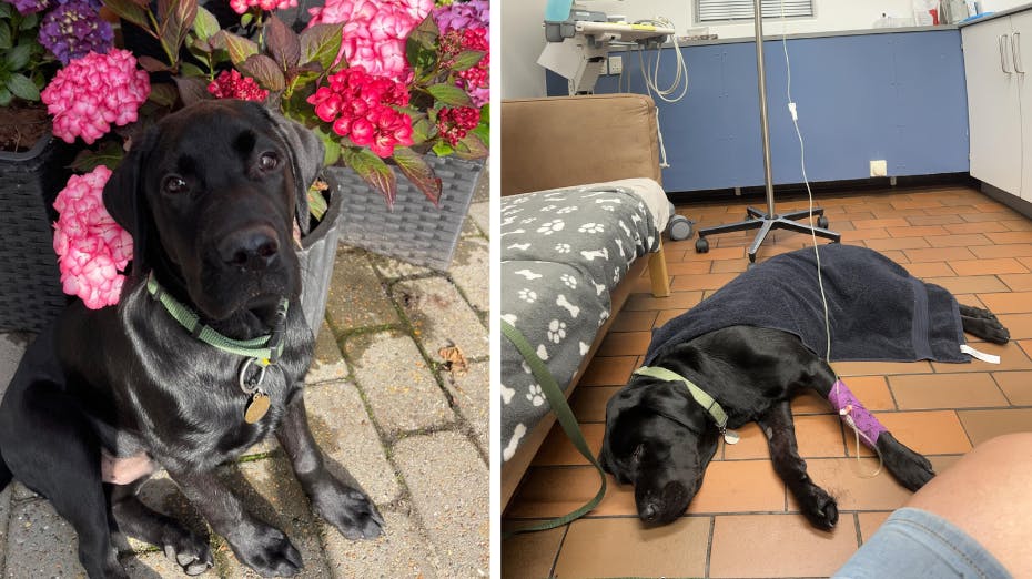 For en uge siden blev Basse pludselig syg. Den halvanden år gamle hund havde på tragisk vis spist snus. 