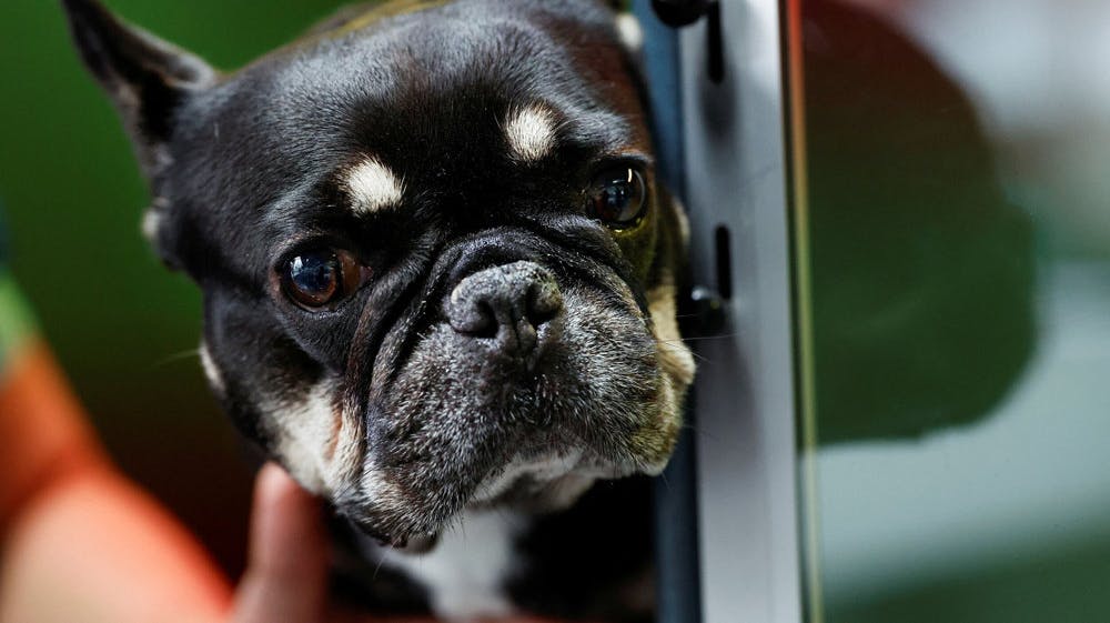I Holland er det blevet forbudt at avle på hunde med flade snuder. Forbuddet omfatter blandt andet hunderacerne mobs, fransk bulldog og chihuahua.