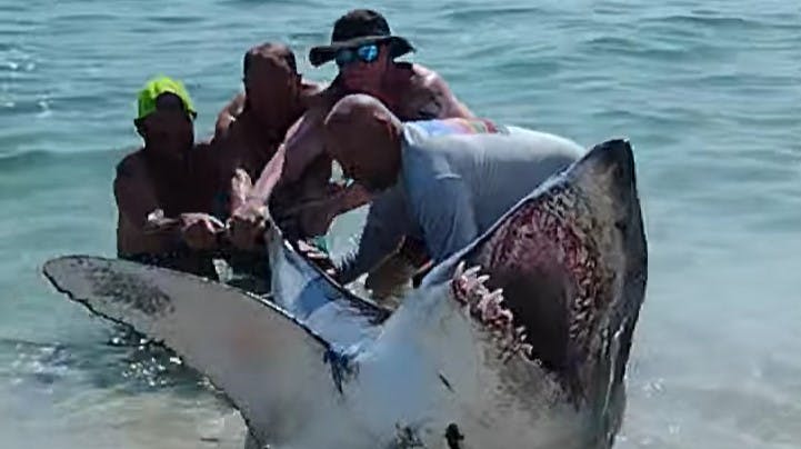 En makohaj endte med at strande på Pensacola strand i Florida. Fire modige mænd tog derfor opgaven i egen hånd og hjalp hajen tilbage i havet.
