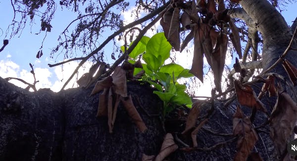 Et håb i mørket:&nbsp;Hawaiis ikoniske træ – den 150 år gamle banyantræ – har fået sine første, grønne blade efter katastrofebrandene i sidste måned.&nbsp;