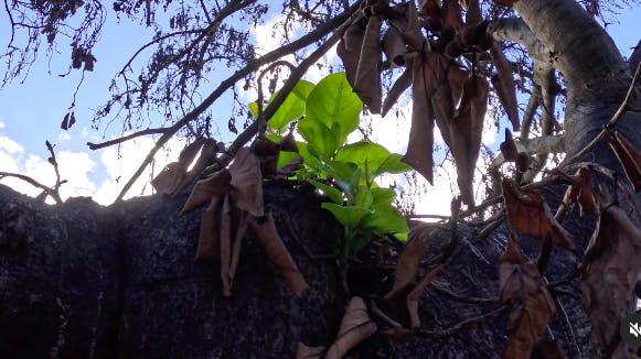 Et håb i mørket: Hawaiis ikoniske træ – den 150 år gamle banyantræ – har fået sine første, grønne blade efter katastrofebrandene i sidste måned. 