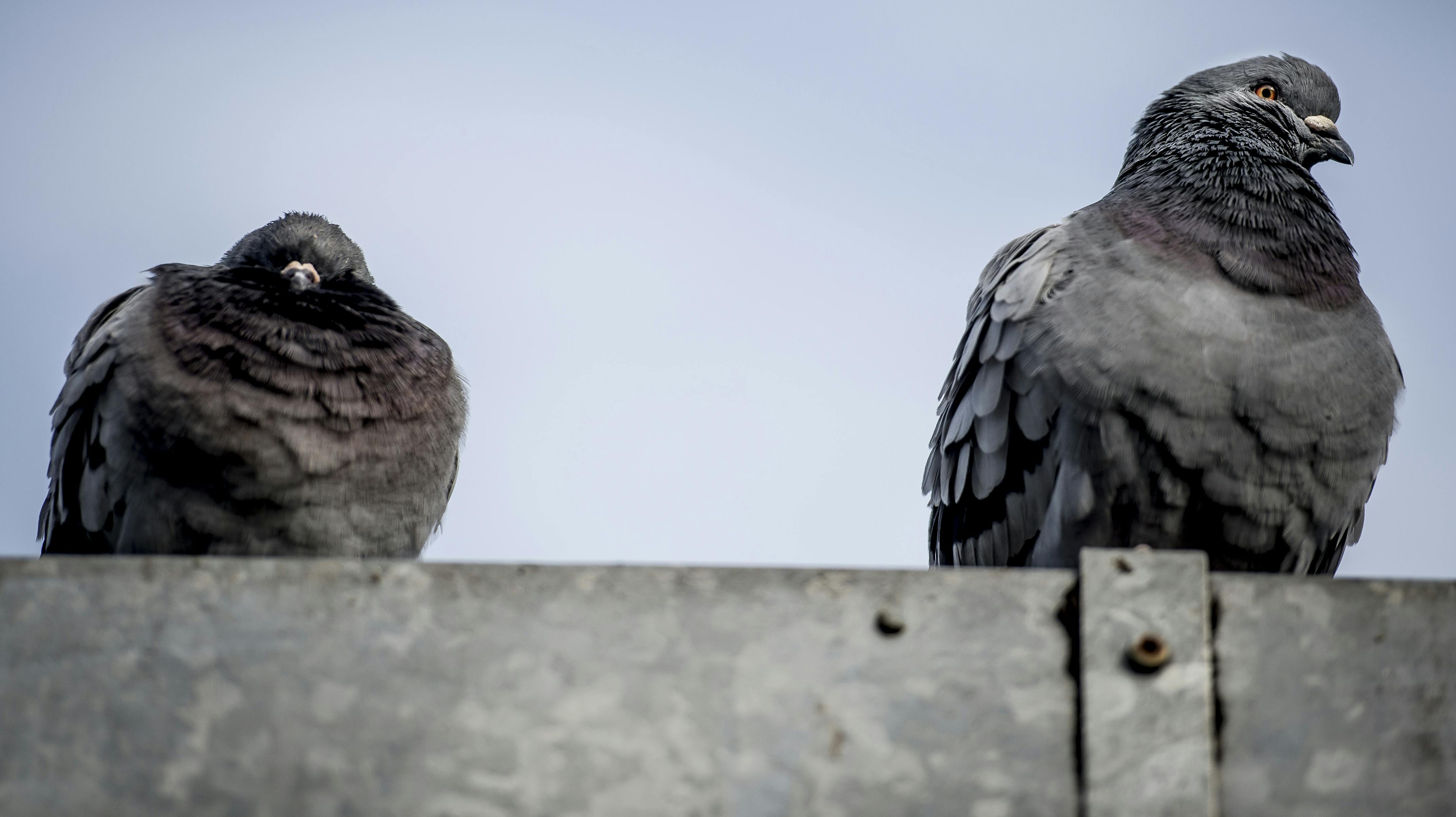 Duerne blev fundet i pizzabakker