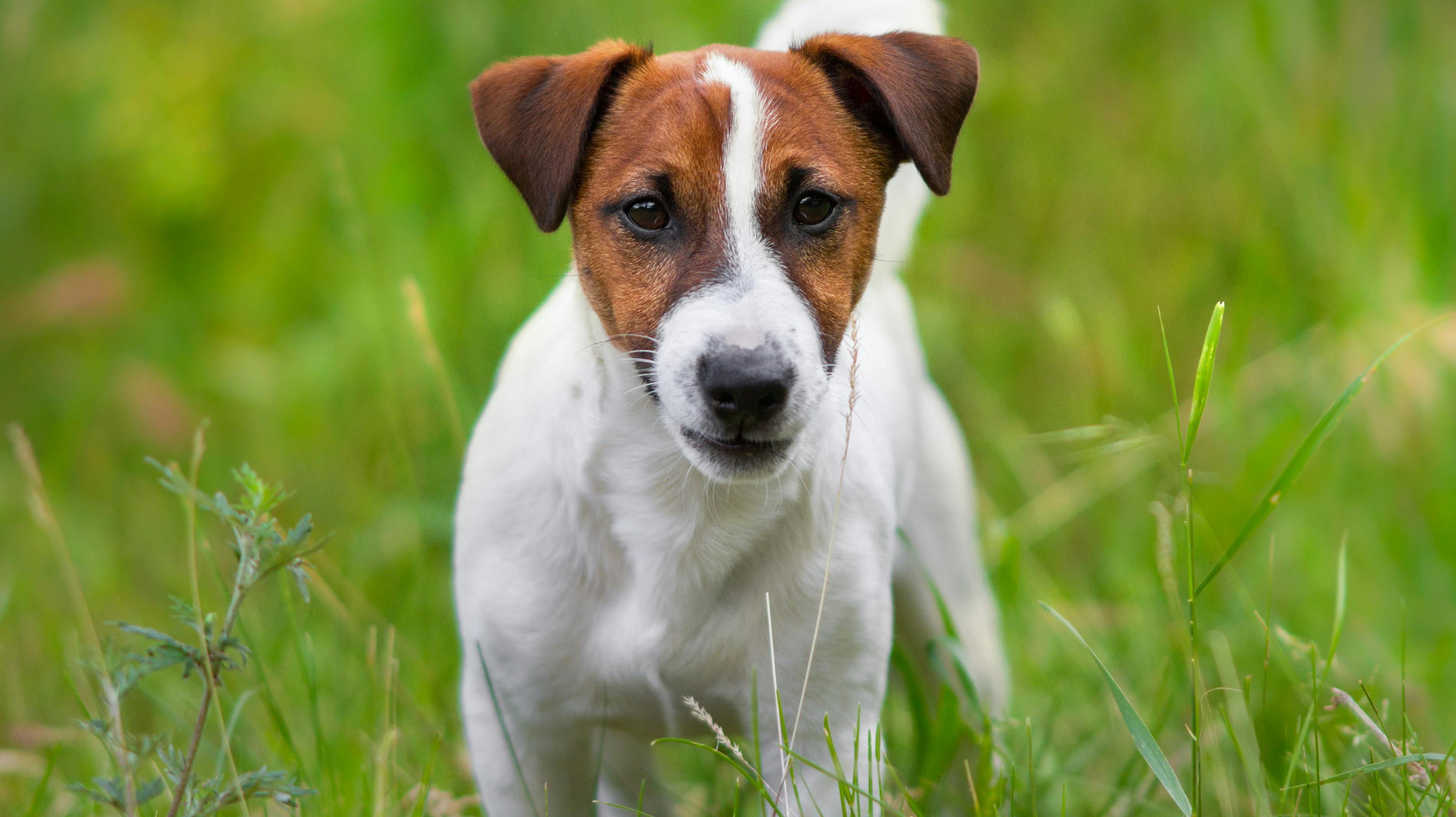 Jack russel terrier close up portrait in grass