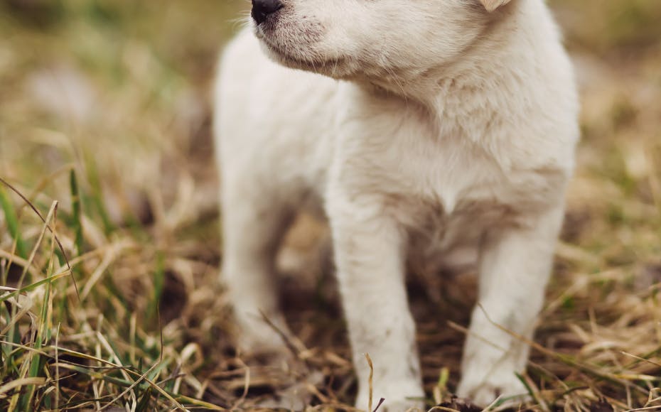 Det er ikke denne hund, der er tale om