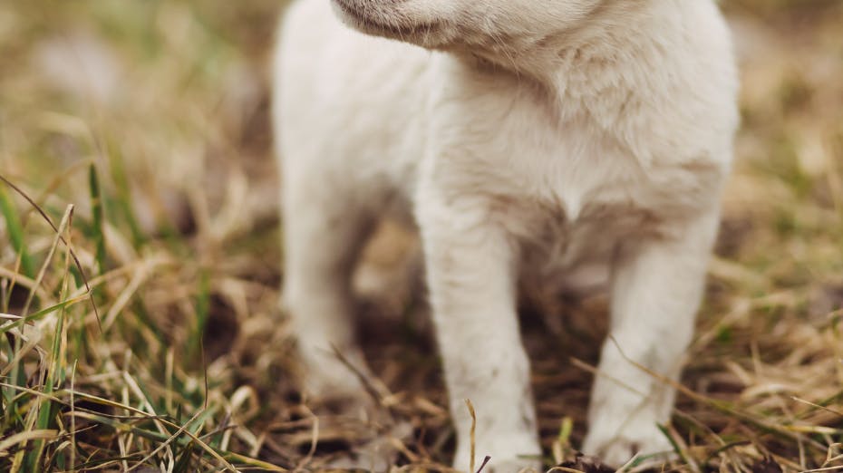 Det er ikke denne hund, der er tale om
