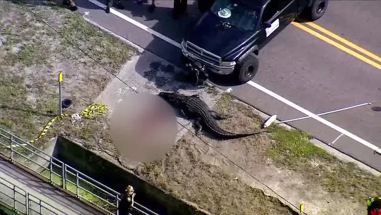 En alligator i Florida er blevet aflivet, efter at den flød rundt med et menneskelig i munden.&nbsp;