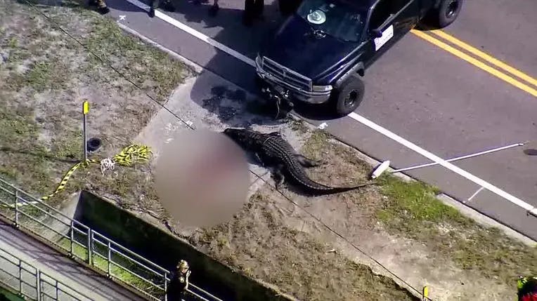 En alligator i Florida er blevet aflivet, efter at den flød rundt med et menneskelig i munden. 