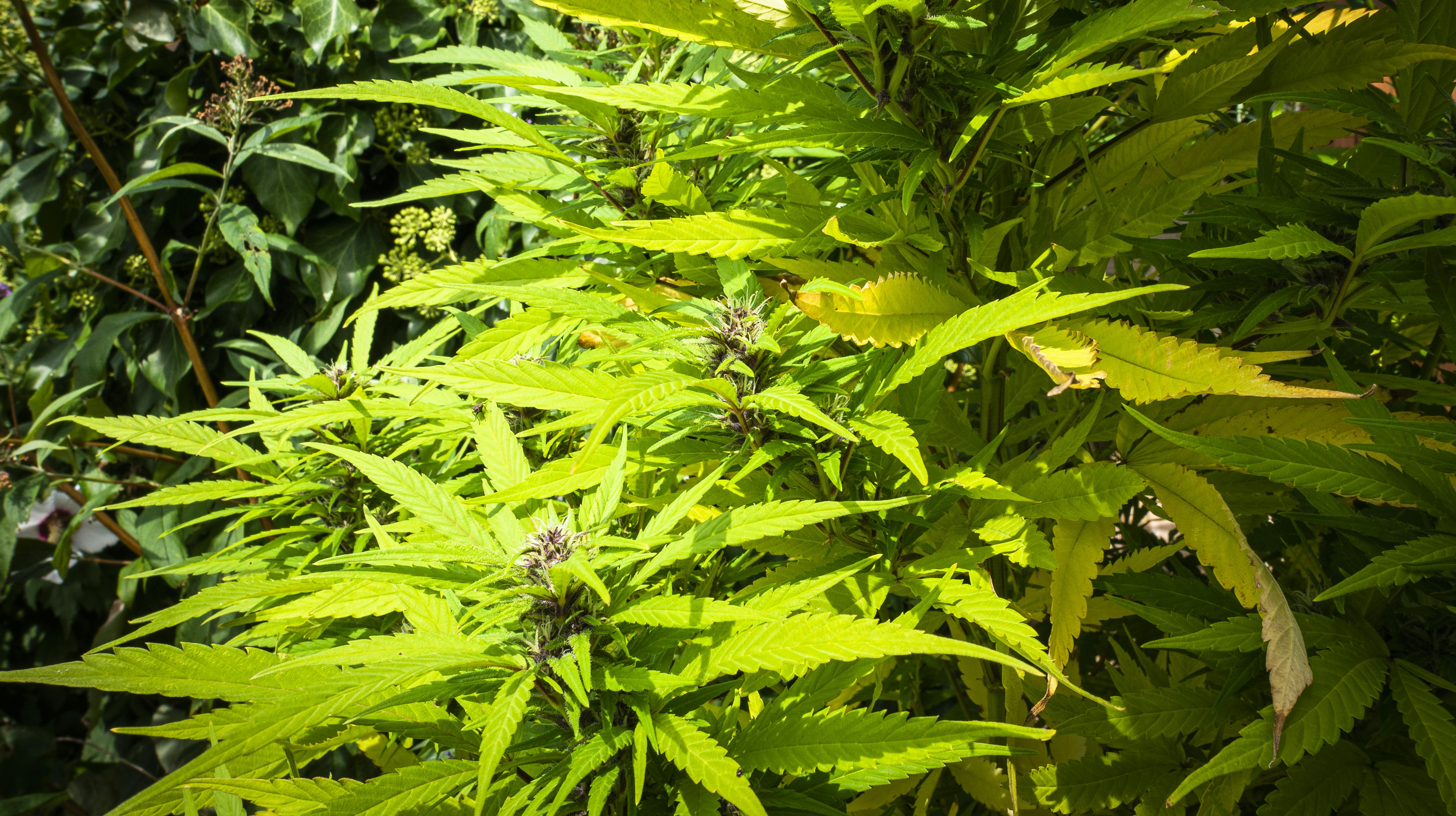 De græske får havde sig nok et mæh-gtigt ædegilde.