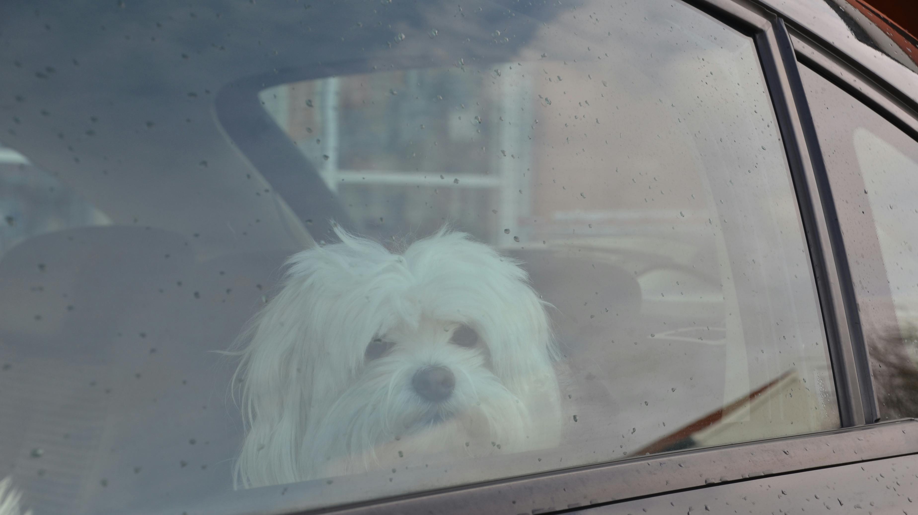 Hunden var blevet efterladt alene i bilen. Det er ikke hunden på billedet. 