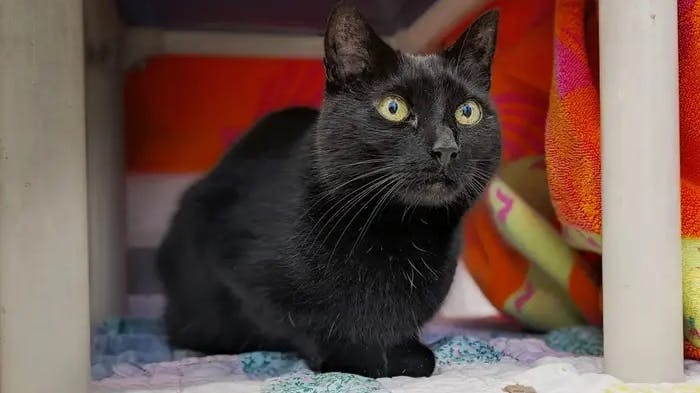 Ingen ville adoptere katten Annie, der lider af uforklarlige anfald. Men nu er katten blevet adopteret af en kærlig person, der ”selvfølgelig” selv har epilepsi.