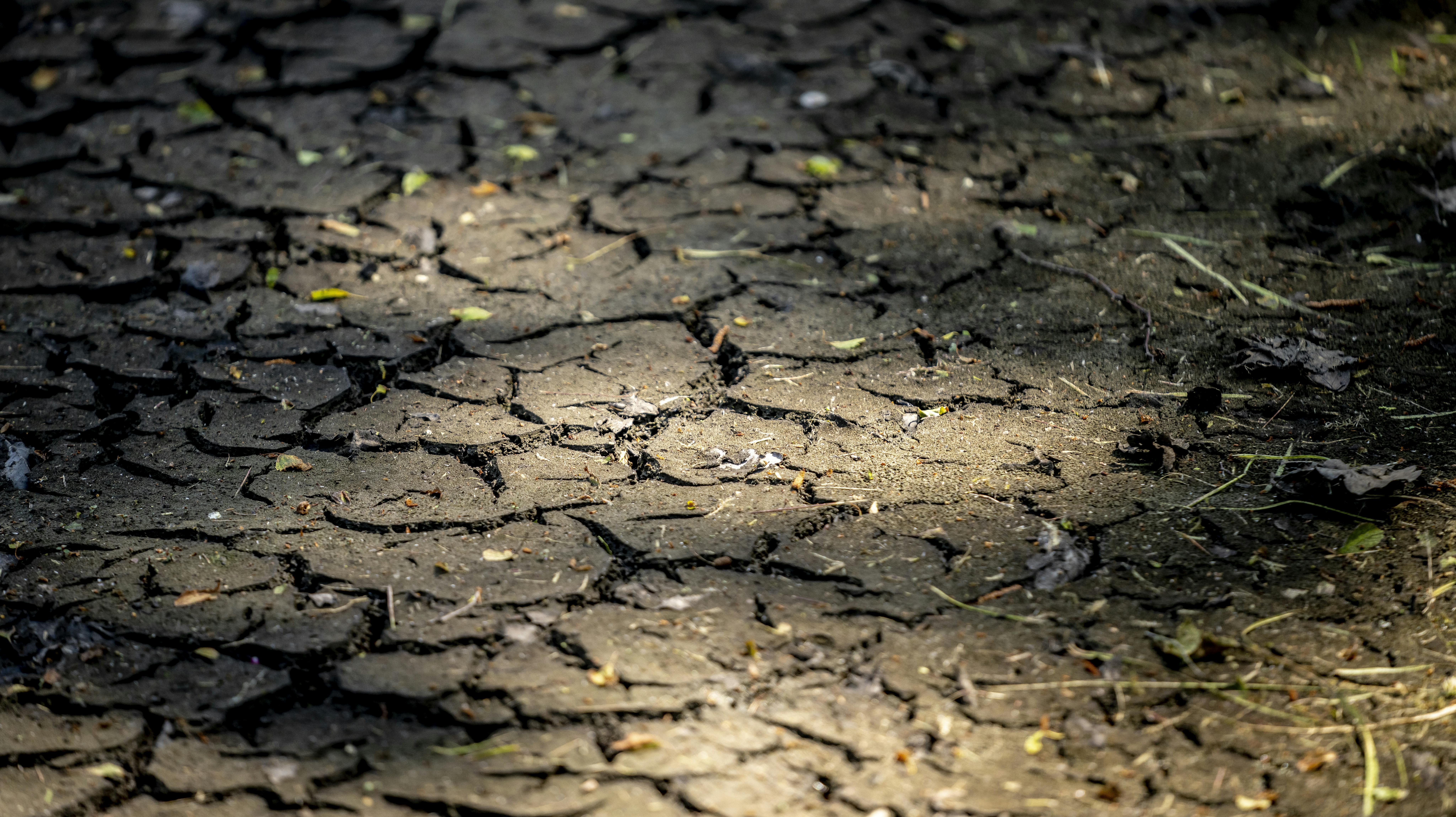 Årets vejr har været præget af ekstremer fra ekstrem tørke i foråret, til en våd sommer og et et usædvanligt varmt efterår.