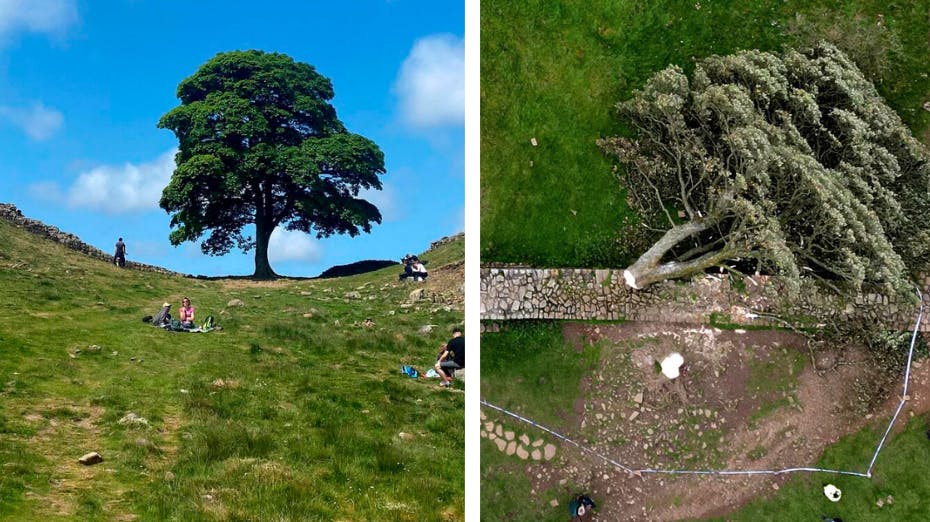 I over 300 år stod Sycamore Gap-træet i landskabet, men ikke mere. Nu er spørgsmålet så, hvad der skal ske med resterne af det ikoniske træ.