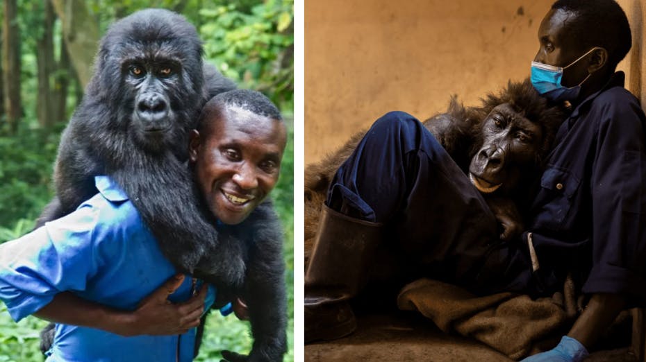 Bjerggorillaen Ndakasi sov ind dét sted, hun følte sig allermest tryg: I armene hos sin bedste ven.