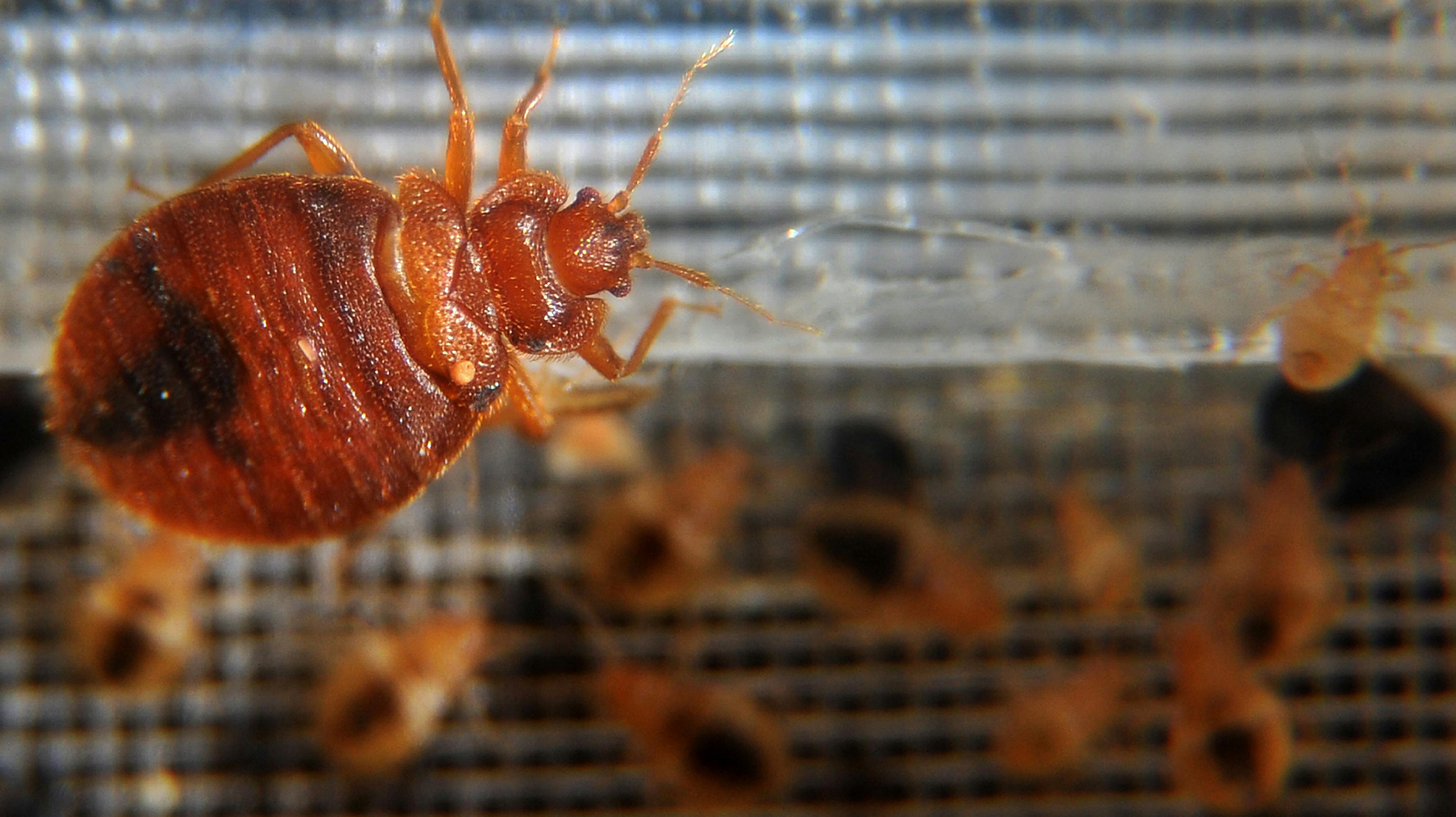 Væggelus - på engelsk bedbugs - er blevet et omfattende problem i Paris, hvor der lige nu er modeuge, og mens der er under 300 dage til OL.