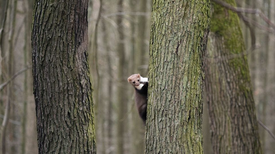 En undersøgelse foretaget af Bolius viser, at knap 200.000 danskere årligt får besøg af husmåren. 