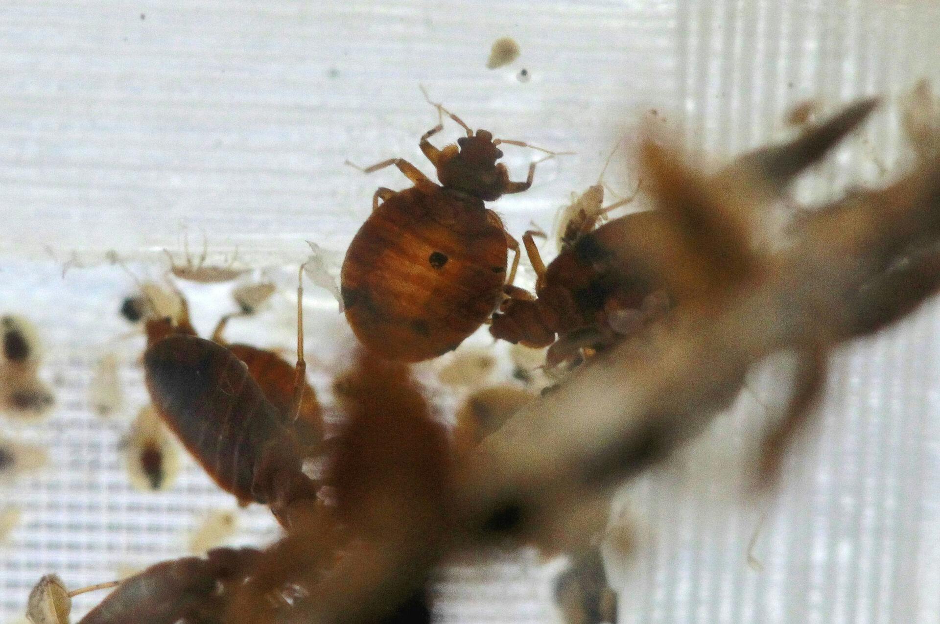 Bedbugs are seen in a container from the lab at the National Pest Management Association, during the National Bed Bug Summit in Washington, Tuesday, Feb. 1, 2011. (AP Photo/Alex Brandon)
