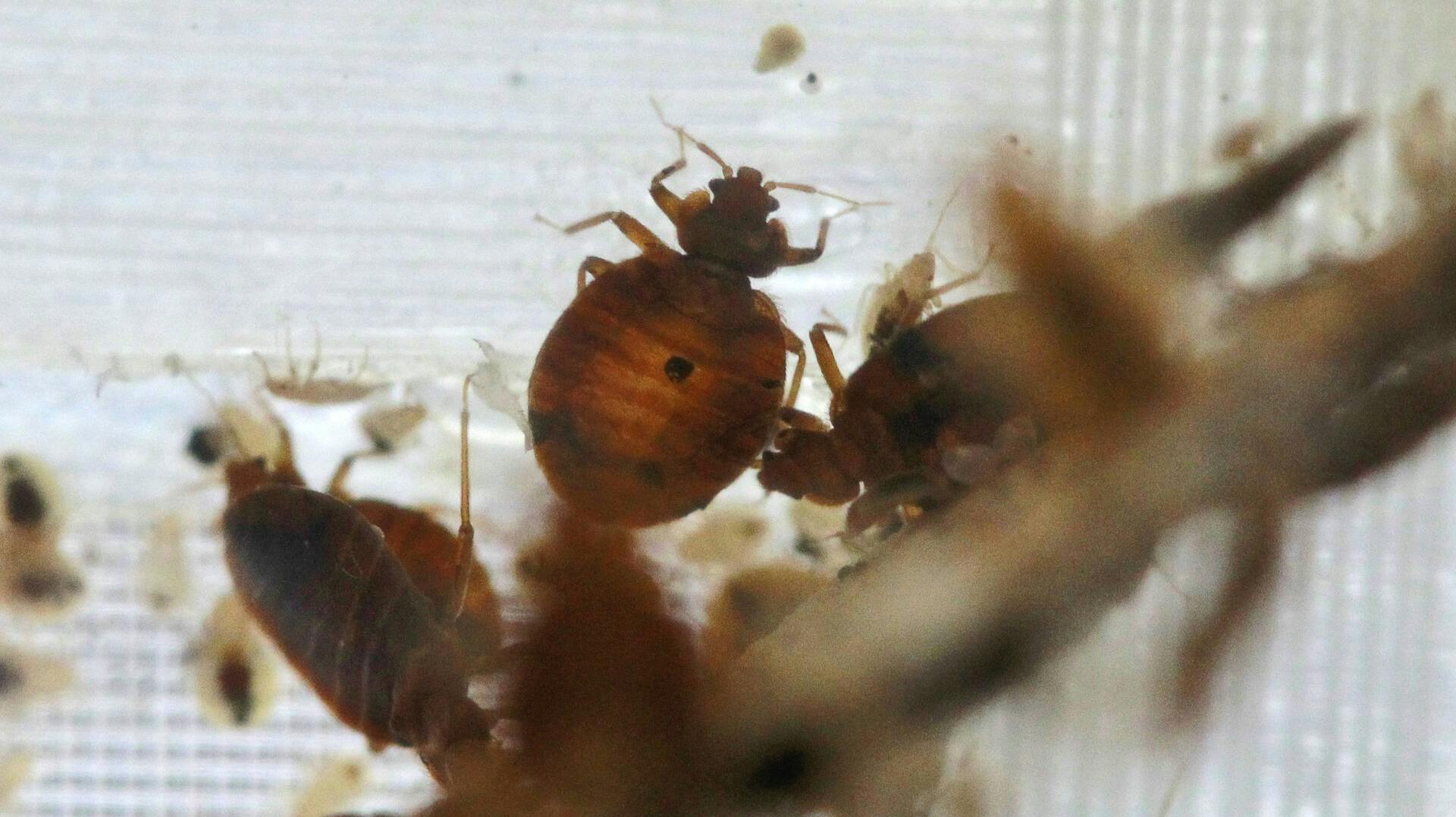 Bedbugs are seen in a container from the lab at the National Pest Management Association, during the National Bed Bug Summit in Washington, Tuesday, Feb. 1, 2011. (AP Photo/Alex Brandon)