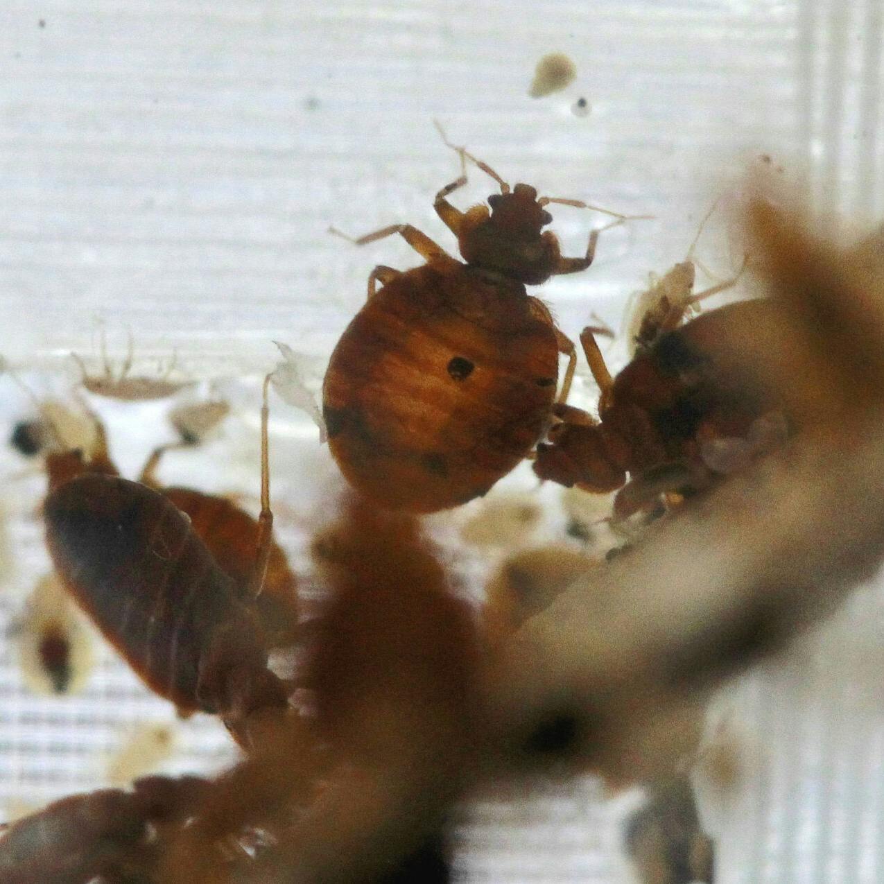 Bedbugs are seen in a container from the lab at the National Pest Management Association, during the National Bed Bug Summit in Washington, Tuesday, Feb. 1, 2011. (AP Photo/Alex Brandon)