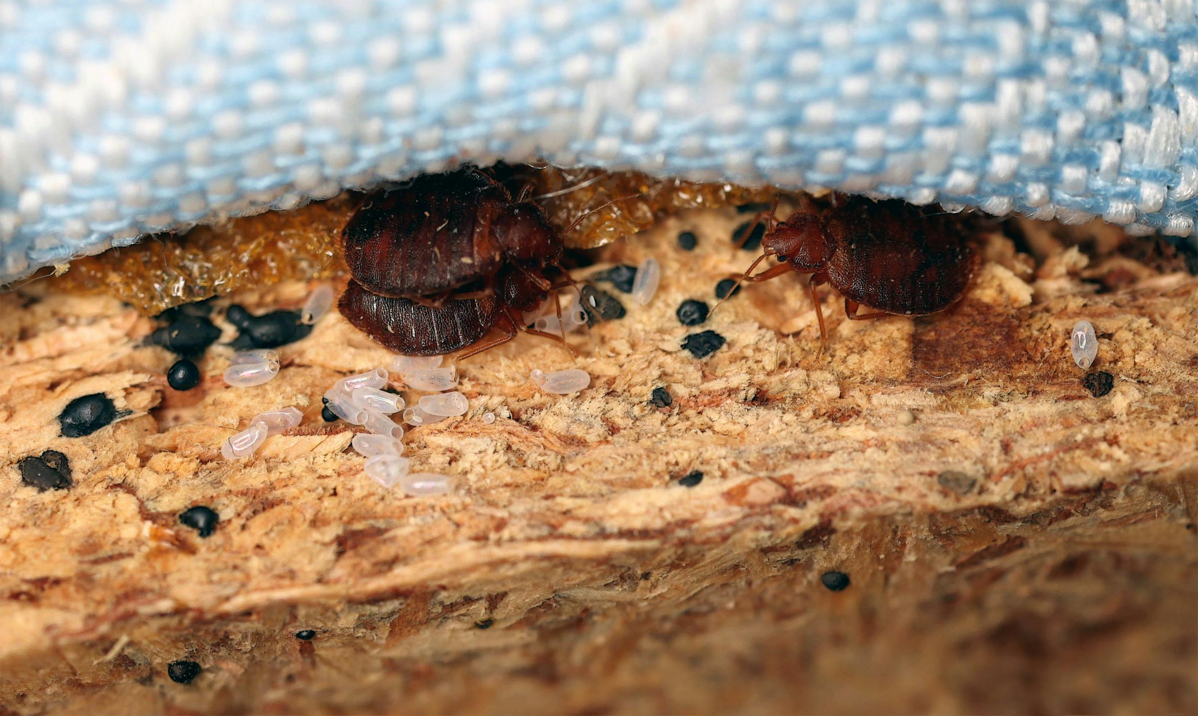 Signs of bedbugs/Traces of bedbugs