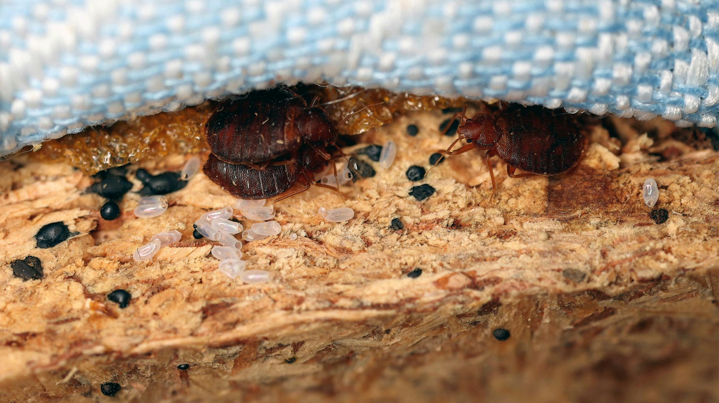 Signs of bedbugs/Traces of bedbugs