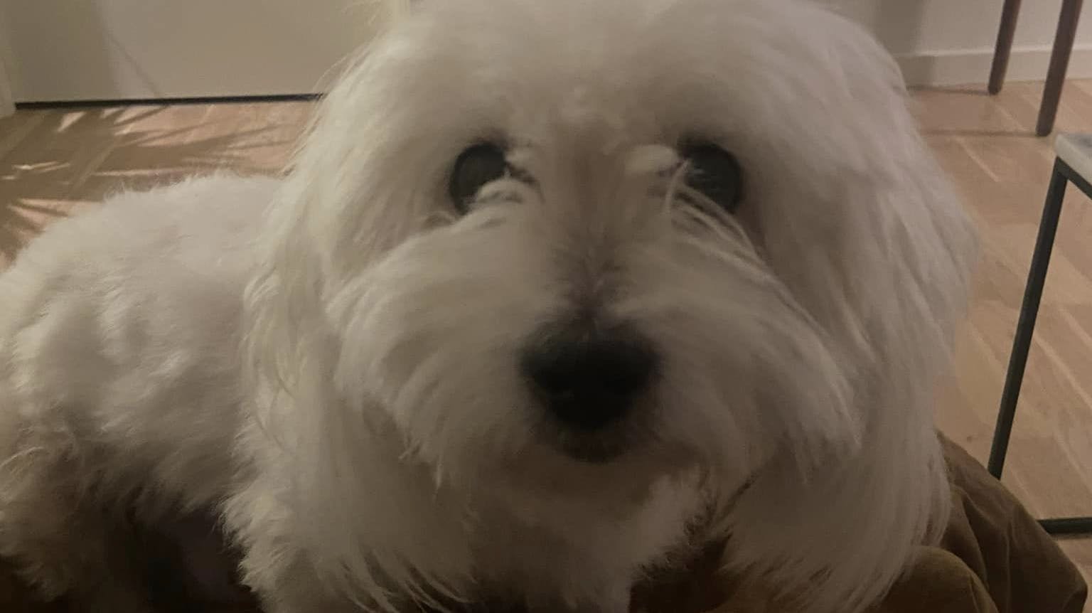 Da Nicolai kom hjem onsdag eftermiddag, var hans elskede Monty væk.