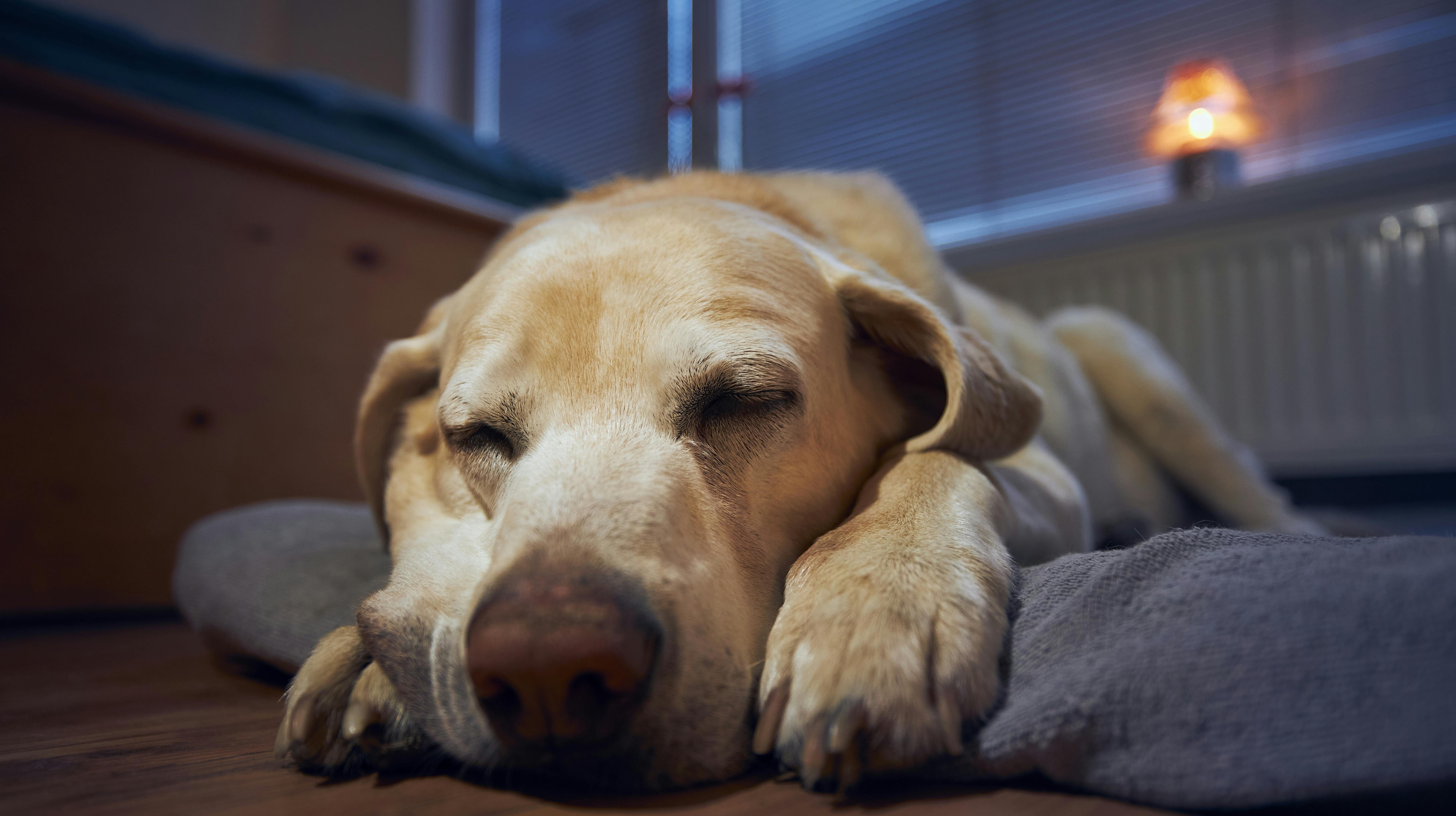 Men din hund drømmer faktisk om noget, der helt sikkert vil gøre dig blød i knæene: Den drømmer nemlig nok om dig!