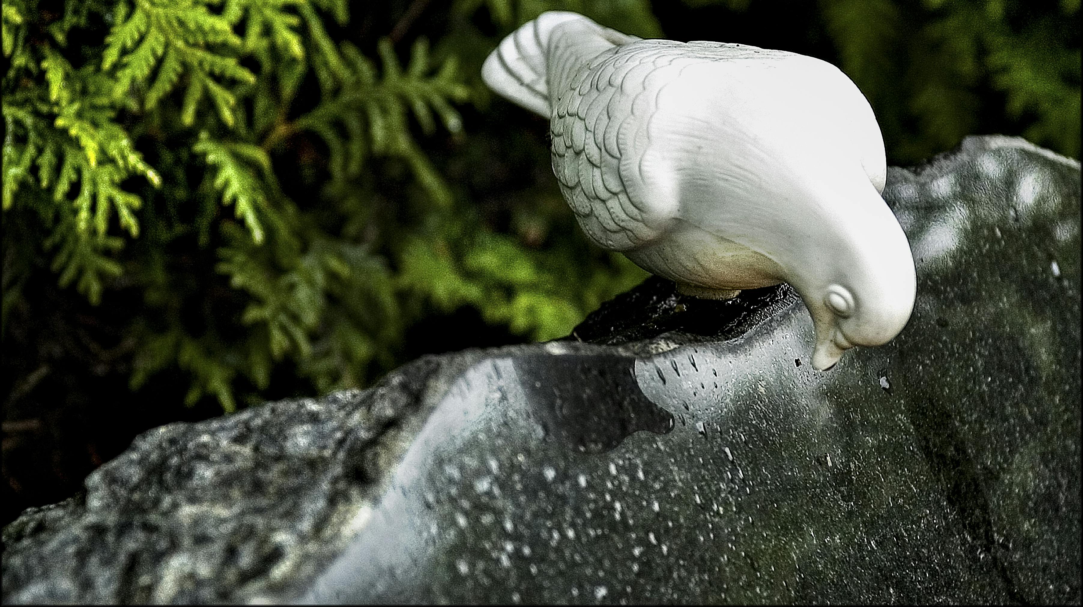 En bølge af skruppelløse fugle-tyverier har ramt en kirkegård i Horsens. Denne gravsten har dog ikke noget med sagerne at gøre. 