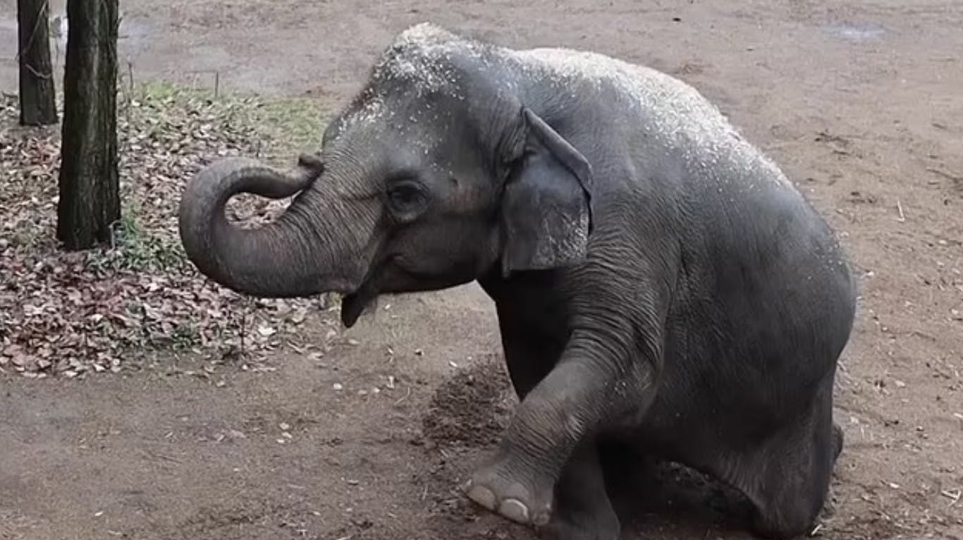 Her ses Rani i sit bedste velgående, inden hun på sørgelig vis gik bort.