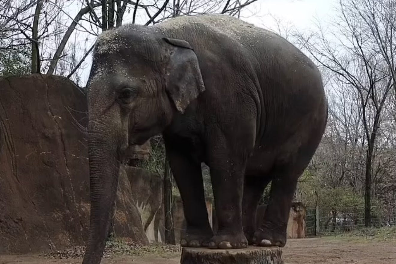 Rani blev 27 år og efterlader sig elefantdatteren Jade på 16 år.