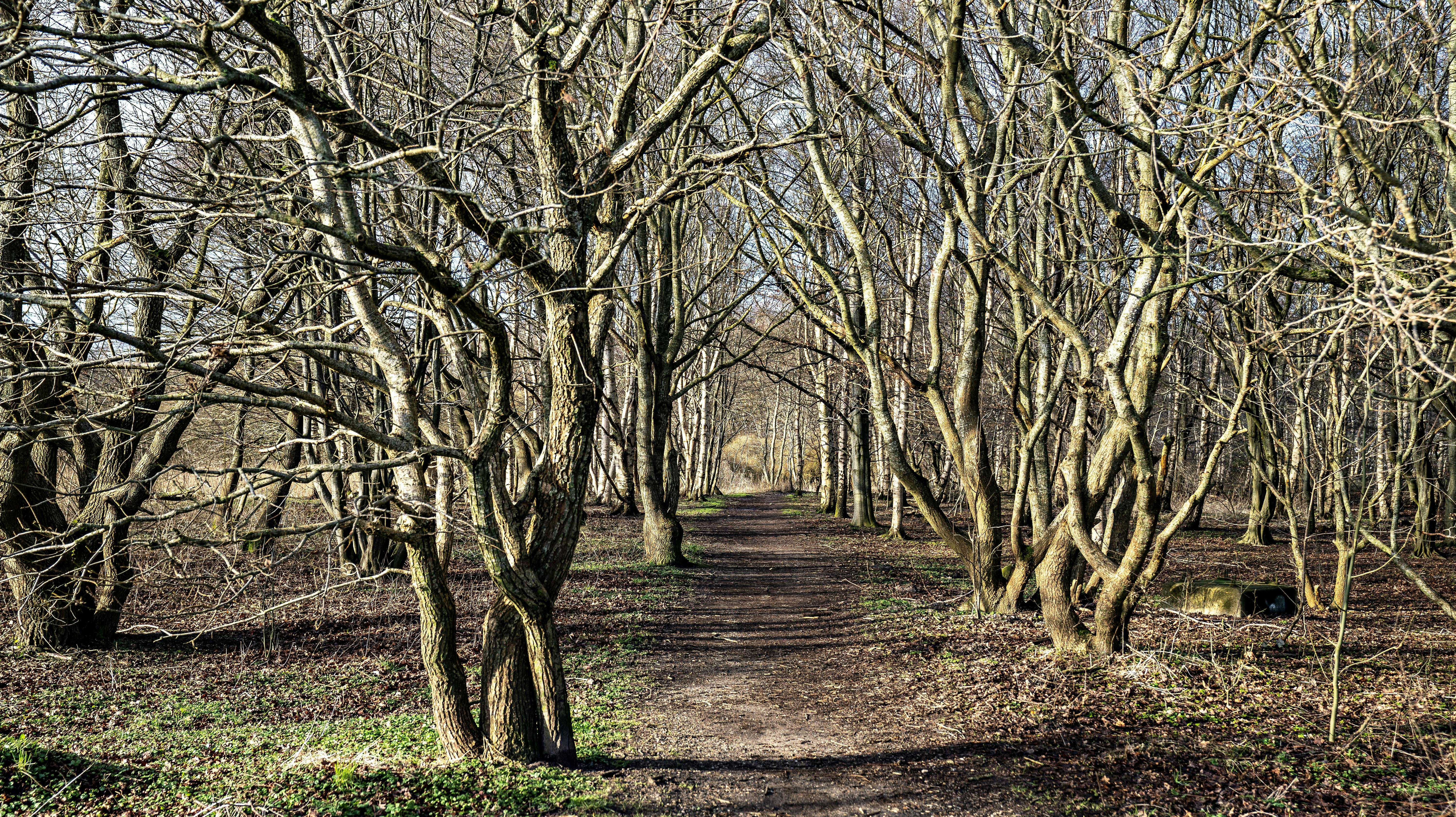 Endelig tørvejr og solskin, her i Østerådalen ved Aalborg, onsdag den 19. februar 2020.. (Foto: Henning Bagger/Ritzau Scanpix)