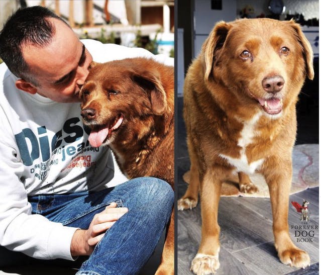 &nbsp;Verdens ældste hund er død. Bobi blev 31 år.