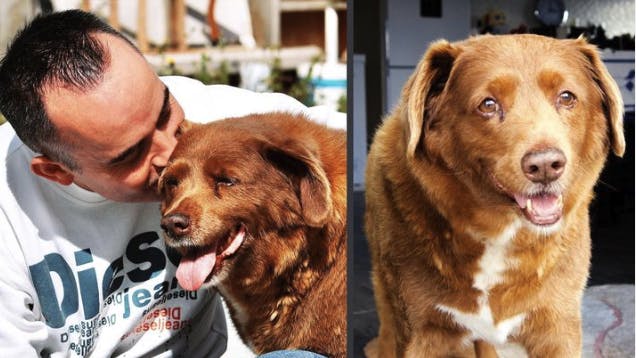  Verdens ældste hund er død. Bobi blev 31 år.