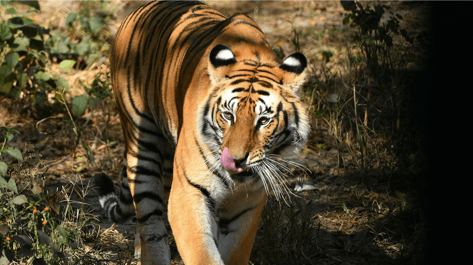 Varthur Santhosh er blevet smidt ud af "Big Boss" og røget i fængsel, fordi han havde et smykke med en tigerklo på.