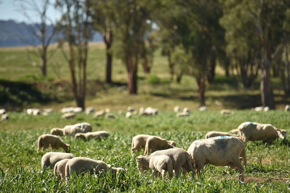 Australiens krav i forhold til landbruget stemmer ikke overens med EU's ønsker for en frihandelsaftale. (Arkivfoto)